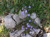 4 CAMPANULA SOLDANINA